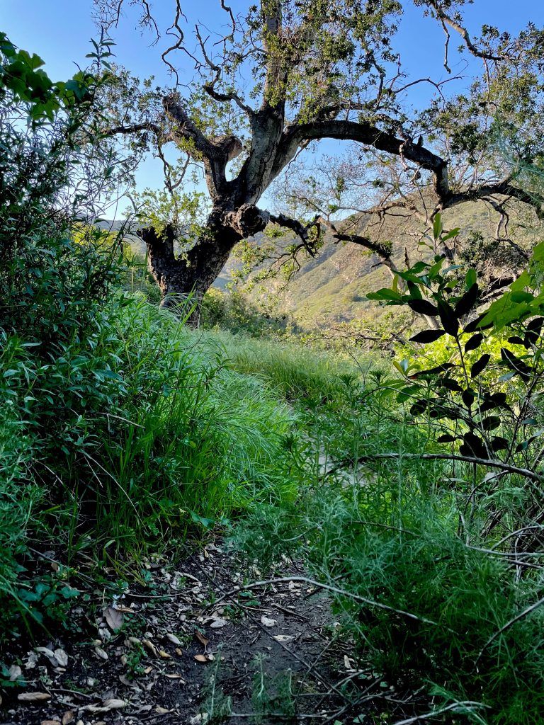 Hiking trails located near our Laguna Beach Detox and Rehab offer striking views on California flora and nature views.